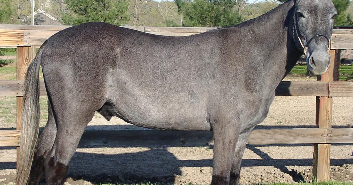 Mullet or bardot how to tell them apart? The Limited Times