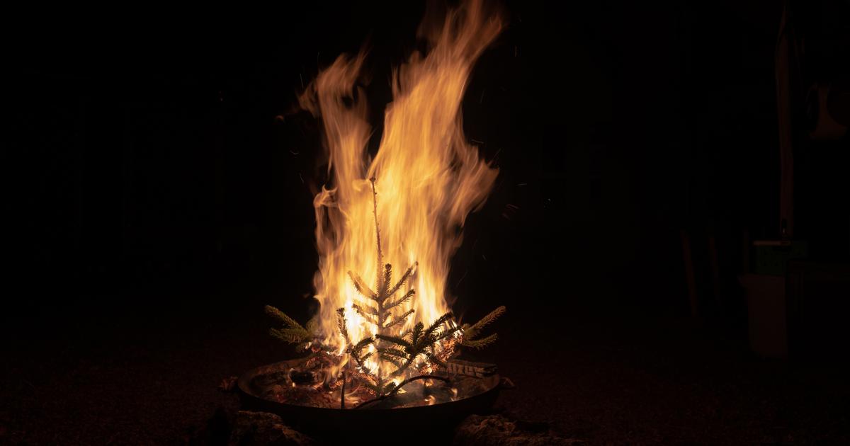 Can I burn my Christmas tree in my fireplace or garden? The Limited Times