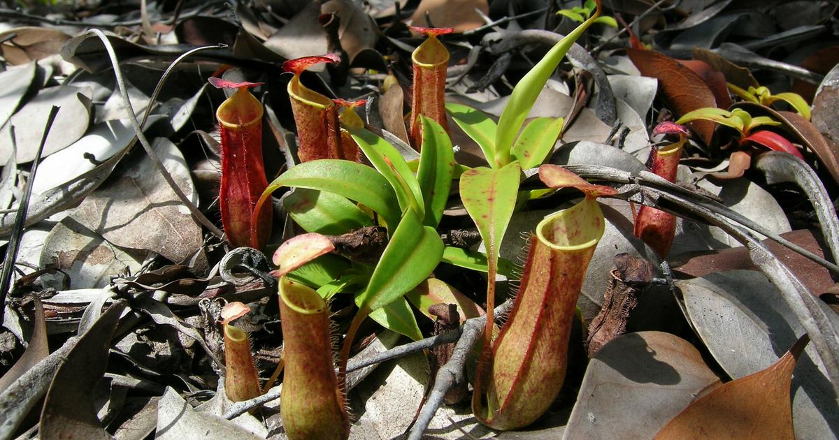 'Spontaan toeval' is een nieuw evolutionair mechanisme ontdekt in vleesetende planten