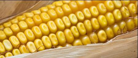 Le maïs : fruit, légume ou céréale ? - nutriting