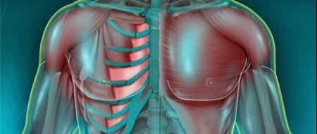 muscle sous costal