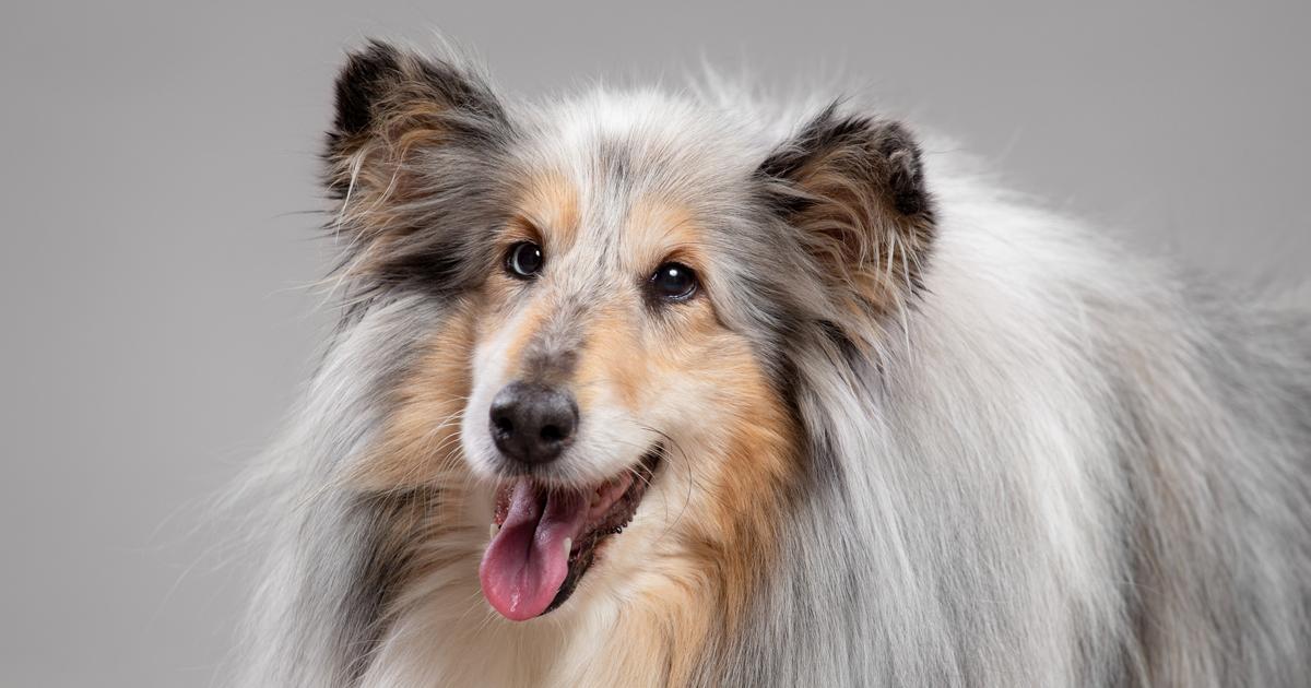 Why is my dog's coat changing color? The Limited Times