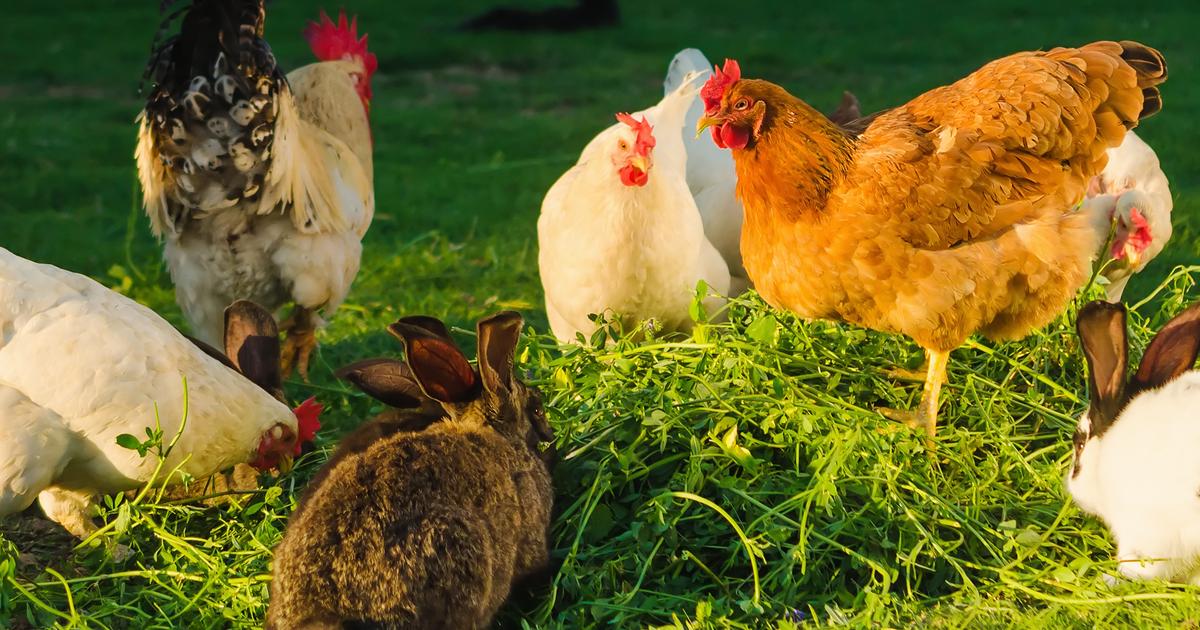 Can rabbits and chickens live together in the garden? The Limited Times