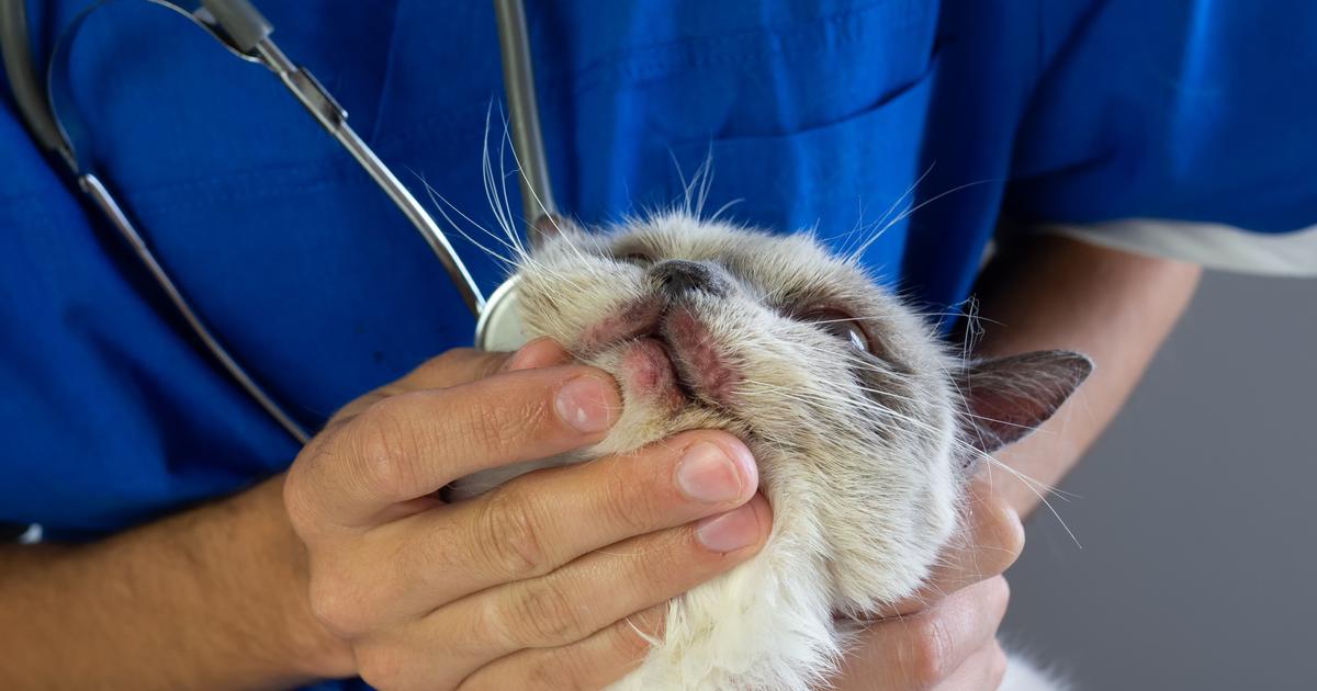 My cat has eczema what should I do? The Limited Times