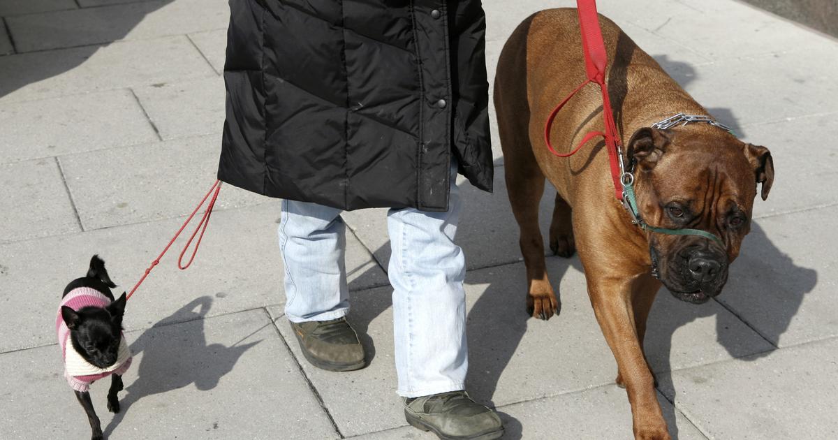 大型犬は小型犬に比べて病気が多い