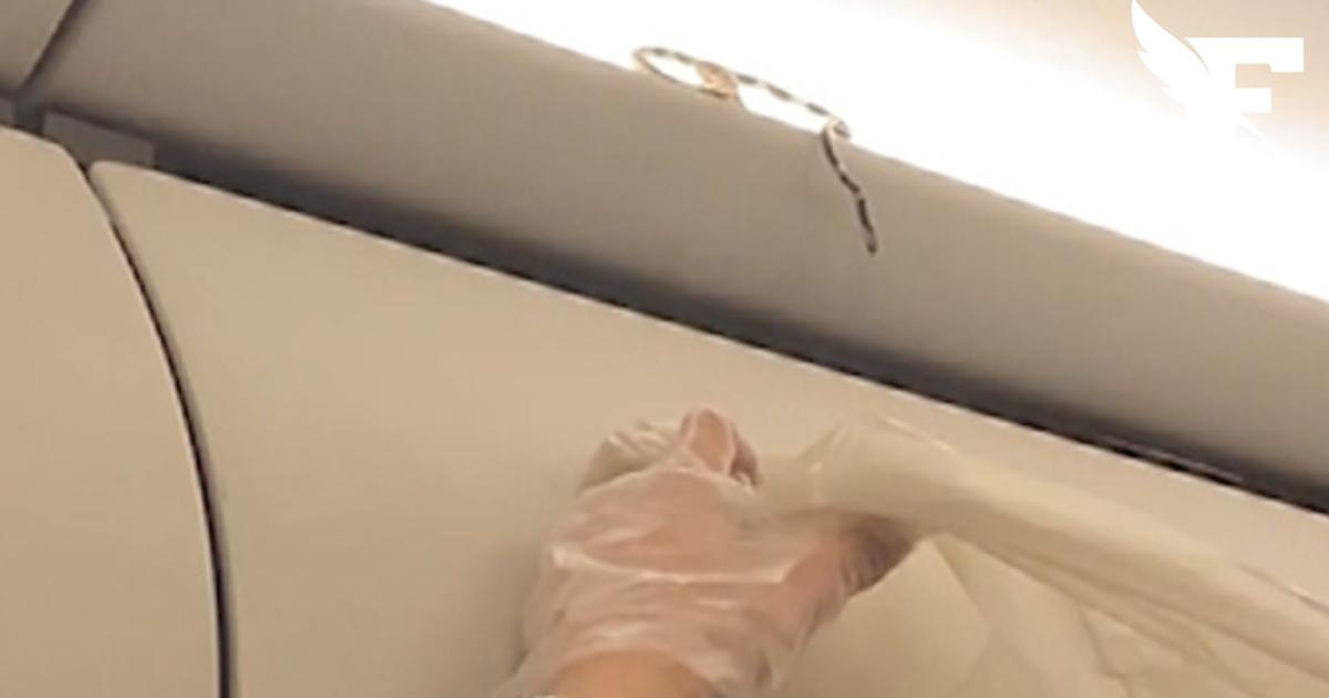 Un serpente è stato scoperto durante il volo su un aereo AirAsia