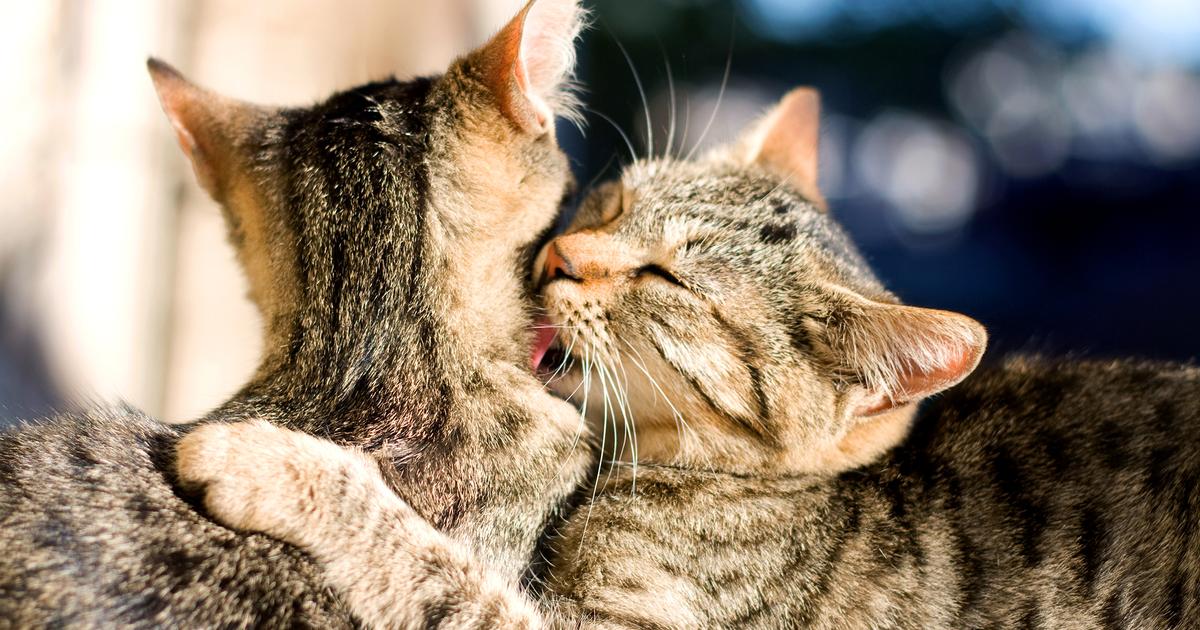 Allogrooming Why Do Cats Lick Each Other