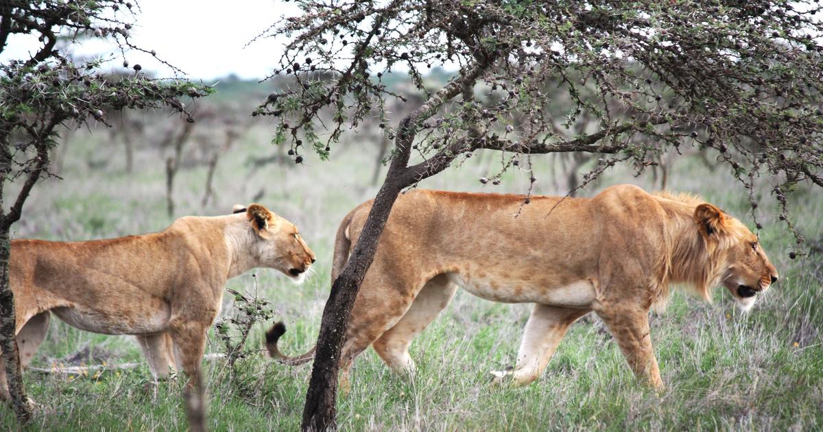 ライオン、アリ戦争の予期せぬ副次的犠牲者