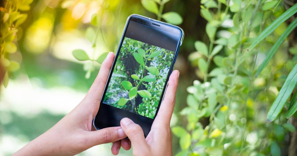5 applications gratuites pour reconnatre les plantes