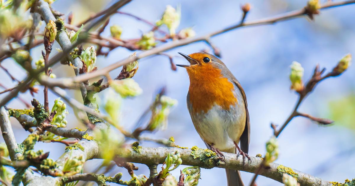 「鳥や昆虫の減少における農薬の役割は、もはや証明する必要はない」