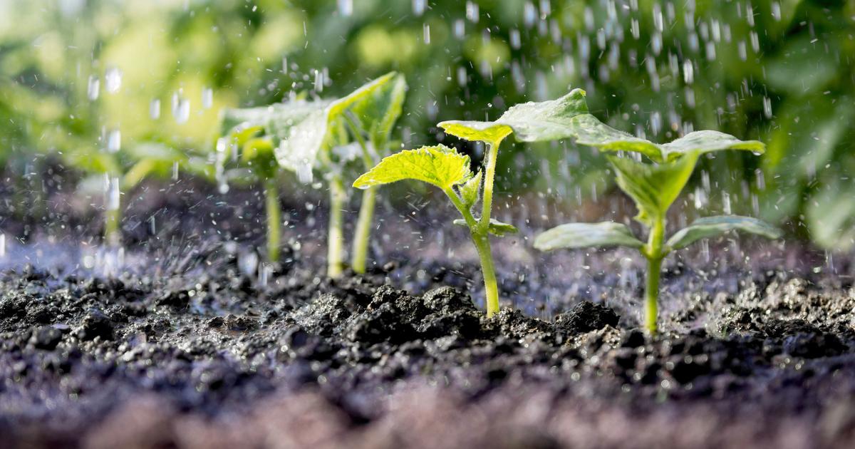 L'eau de pluie est-elle meilleure pour les plantes que l'eau du robinet ?