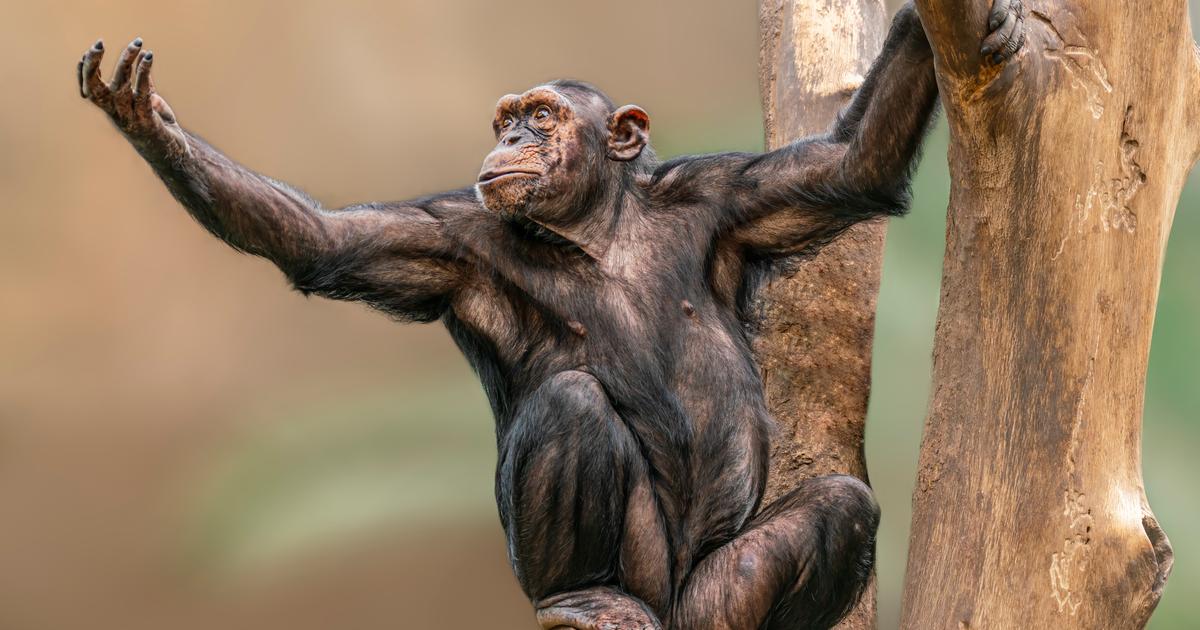 Ook hommels en chimpansees kunnen hun vaardigheden doorgeven