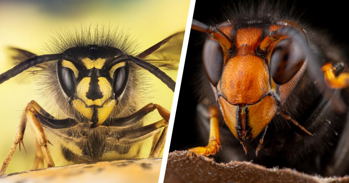 Quelles différences entre abeille, guêpe, frelon et bourdon — free download