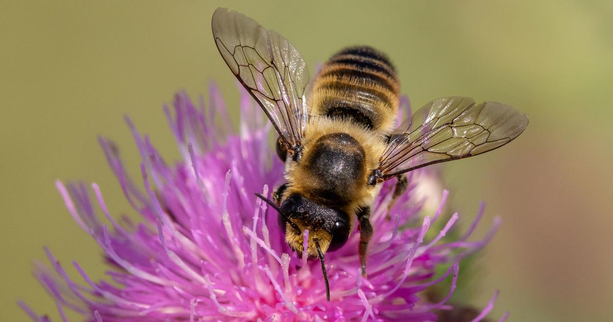 5 espèces d'abeilles à connaître