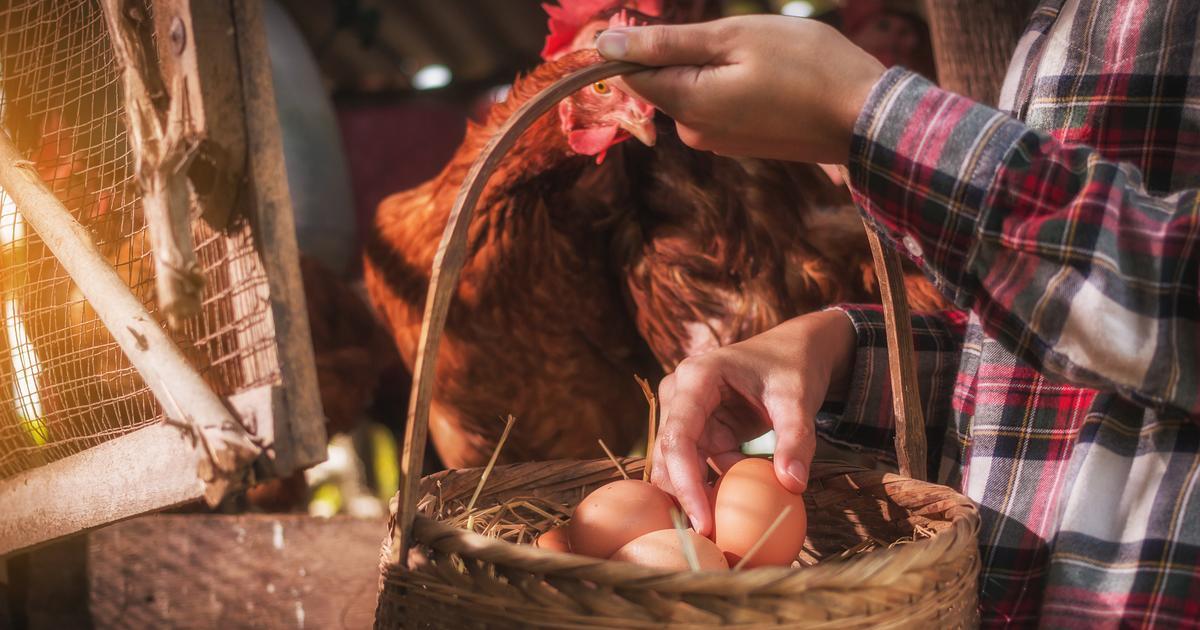 Combien de temps puis-je garder les œufs de mes poules ?