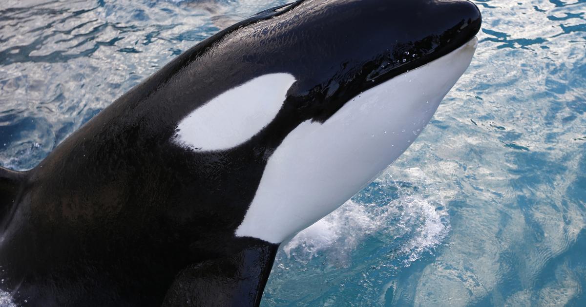 Marineland d’Antibes : le parc annonce le nouveau décès d’une orque
