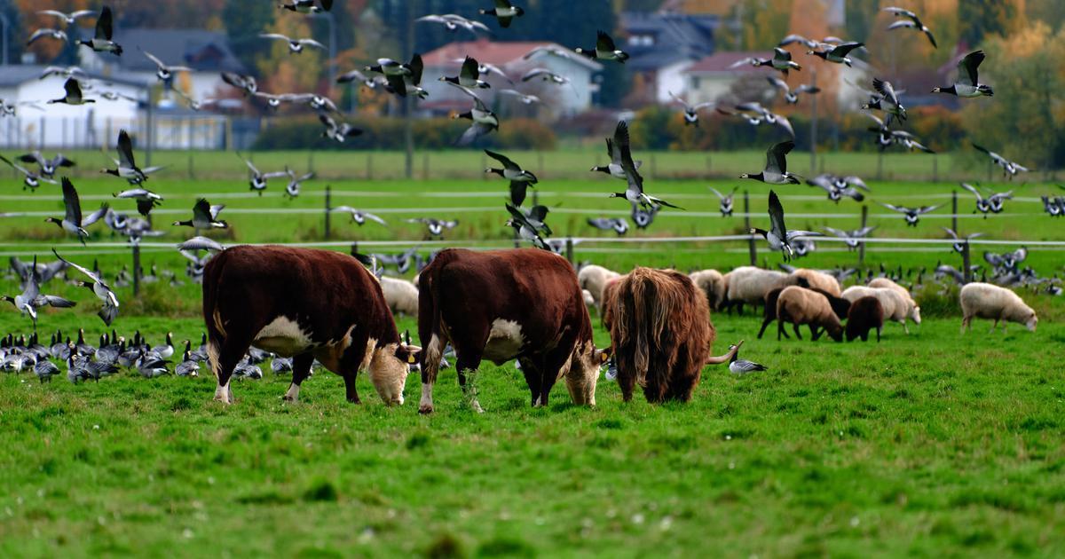 La diffusione dell'influenza aviaria negli allevamenti di bestiame negli Stati Uniti sorprende gli scienziati
