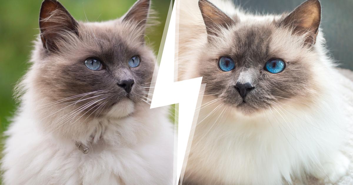 Sacré de Birmanie ou Ragdoll comment les différencier