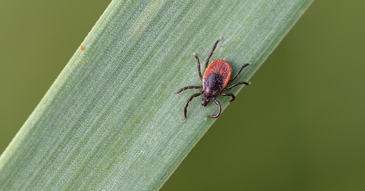 Un nouveau principe de vaccin testé contre la maladie de Lyme - Le Figaro Santé