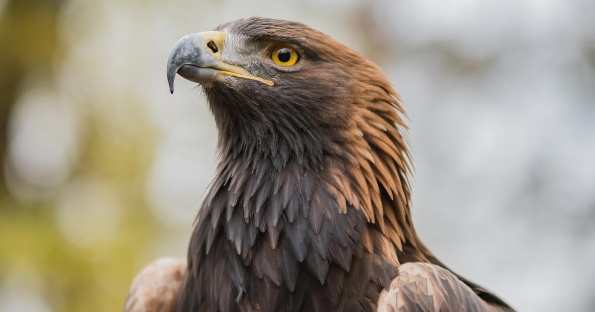 Savoie : un parapentiste attaqué en plein vol pendant de longues minutes par un aigle royal