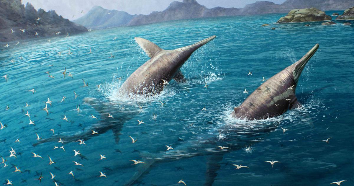 200 miljoen jaar geleden zwierf een gigantische, op een dolfijn lijkende reus door de oceanen