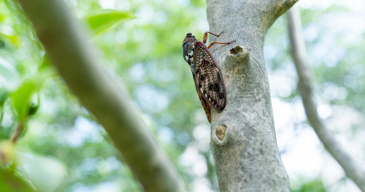 the country will soon be filled with billions of cicadas