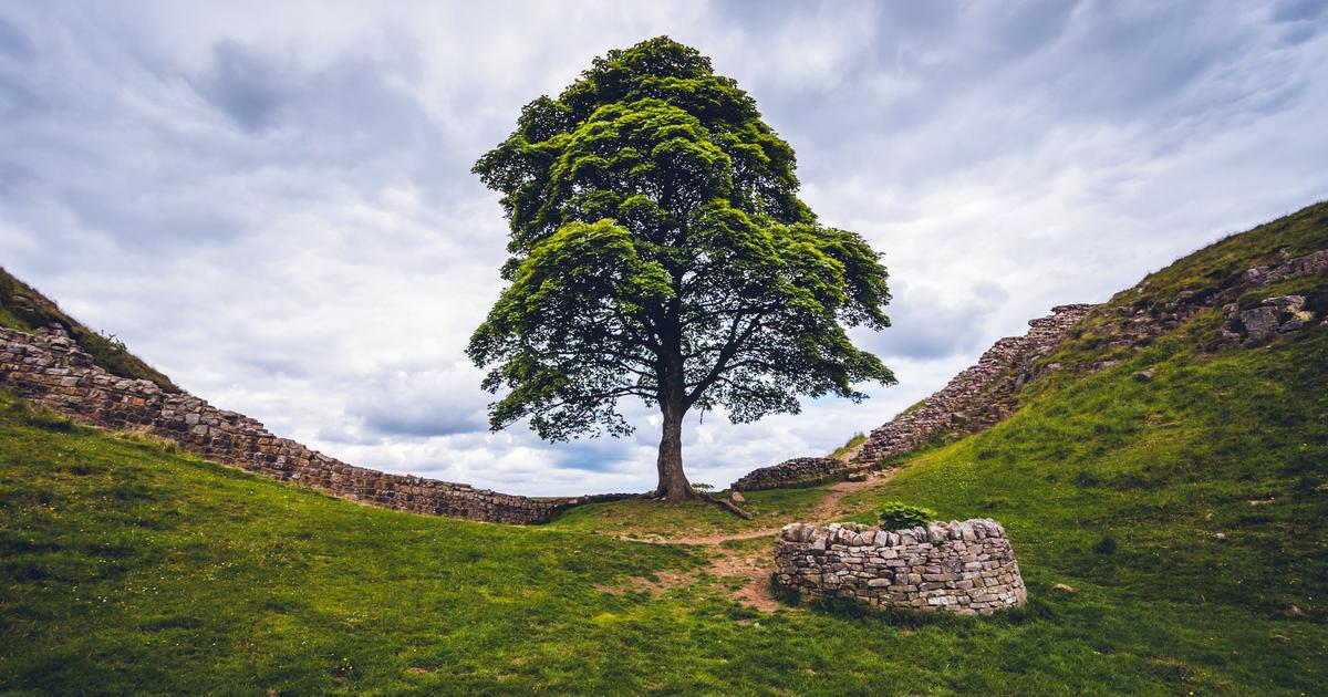 Two men have been charged with cutting down England's iconic tree