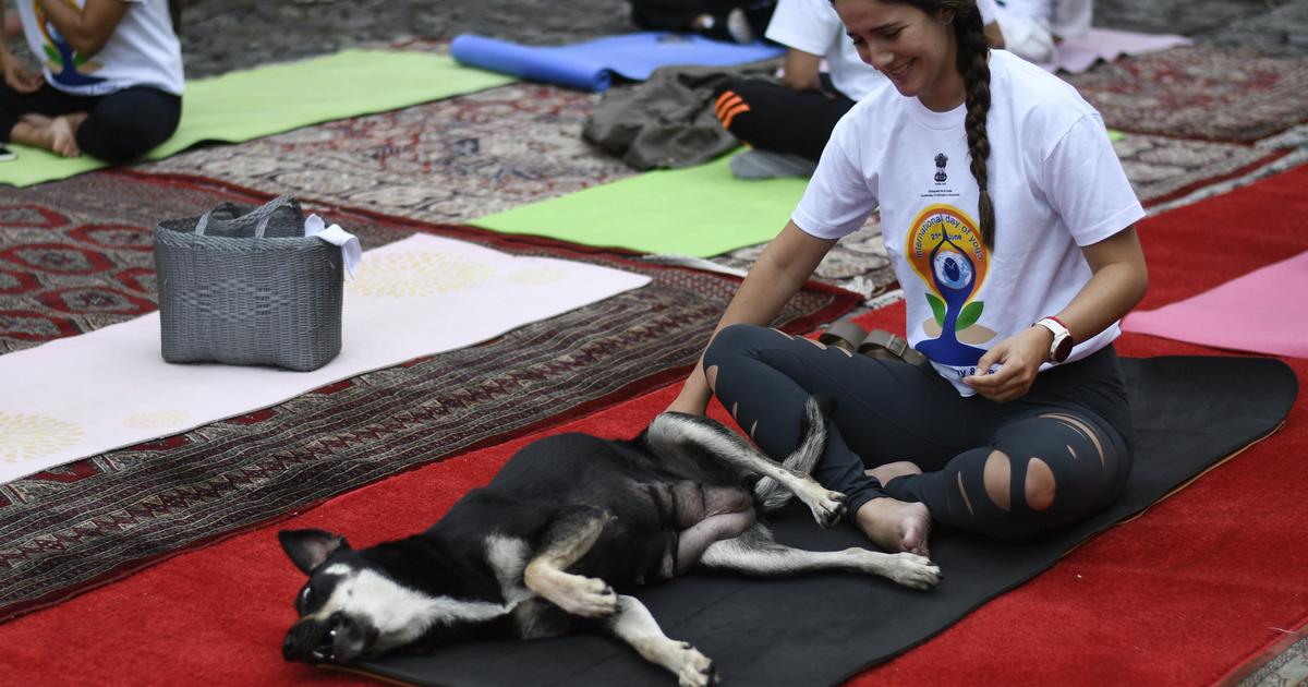 L’Italia vieta lo yoga per i cuccioli