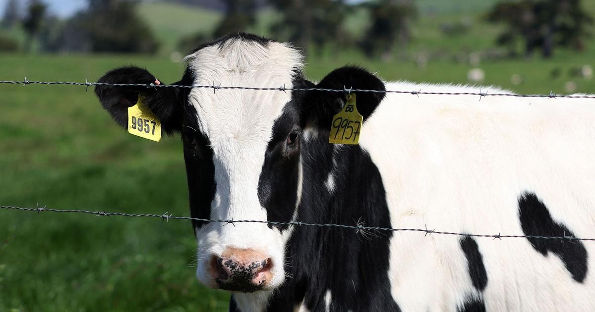 Cosa sappiamo dell’allarmante epidemia che colpisce il bestiame americano