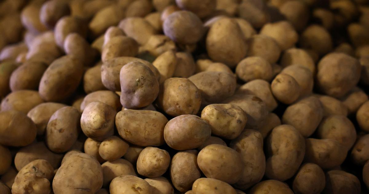 世界有数のジャガイモ輸出国であるフランスがフライドポテトとポテトチップスを輸入している理由