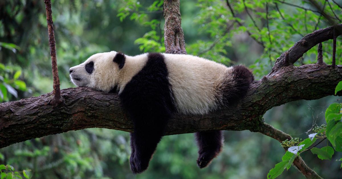 Regarder la vidéo Washington: un nouveau couple de pandas envoyés par la Chine