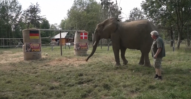 Regarder la vidéo Euro 2024: Bubi, l’éléphant «oracle» qui promet la victoire à l’Allemagne
