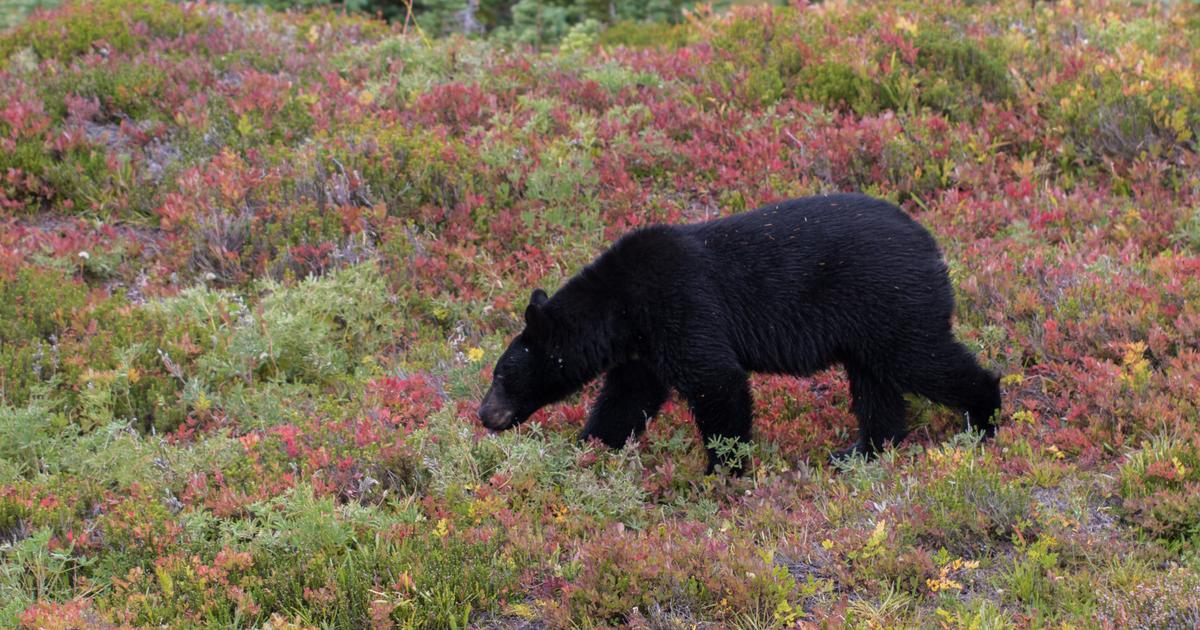 19-year-old hiker killed by bear