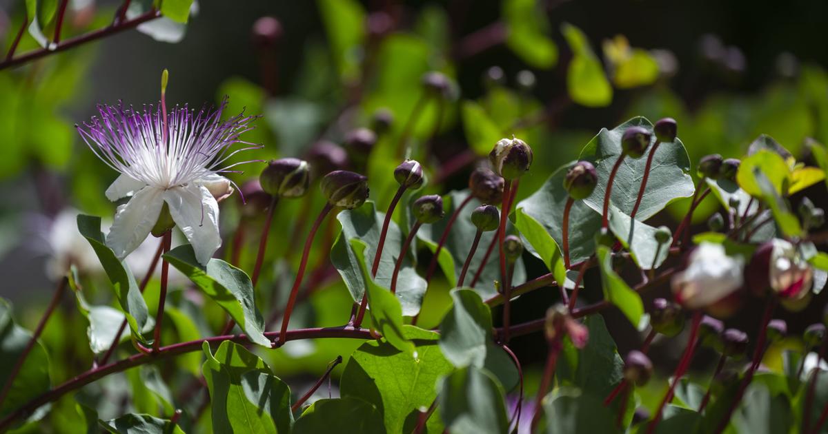 Comment faire pousser un câprier