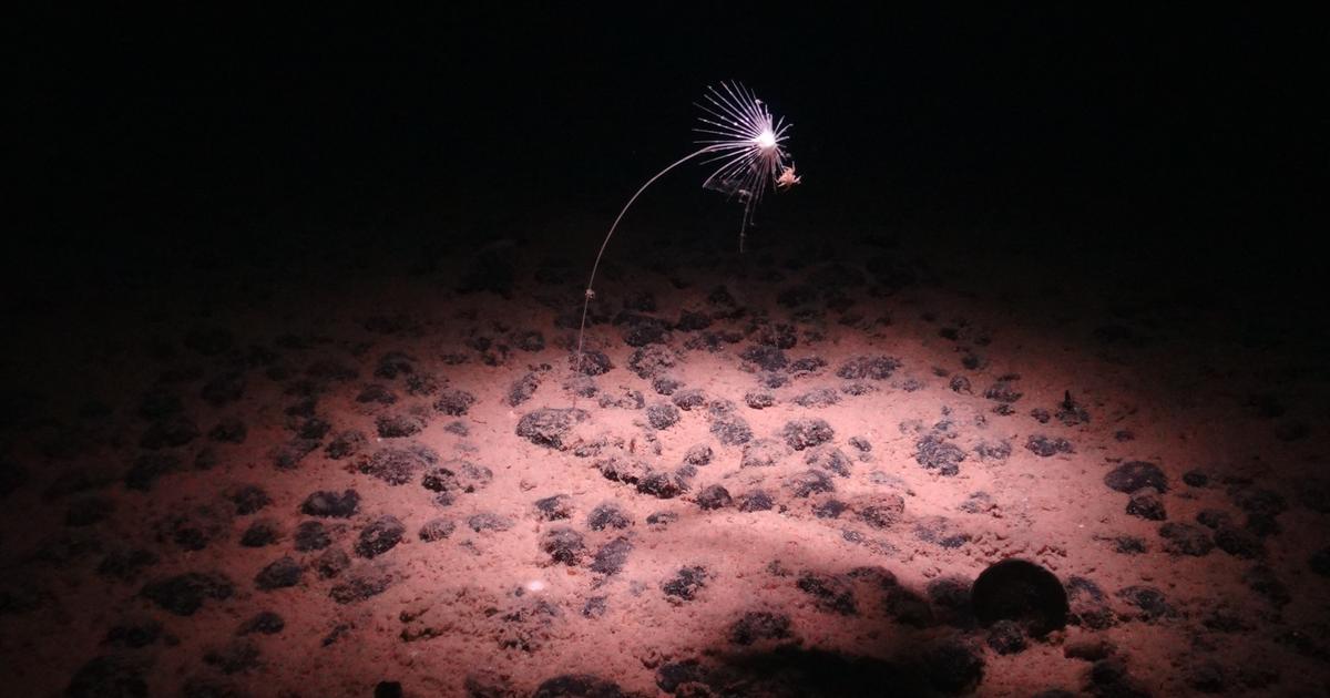 海洋深处，金属卵石产生奇怪的氧气