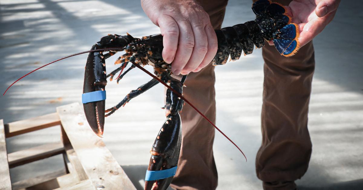 英吉利海峡甲壳类动物短缺，龙虾渔民面临越来越大的困难