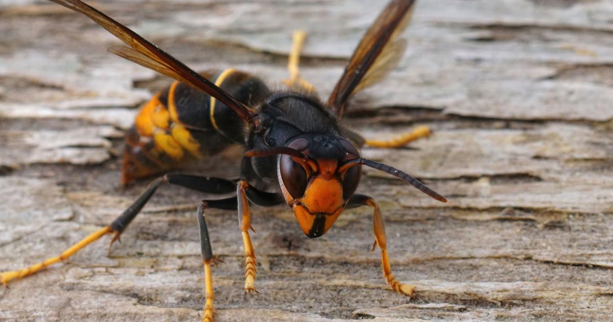 ミツバチの死亡率に直面し、研究者はアジアスズメバチに対する解決策を模索している