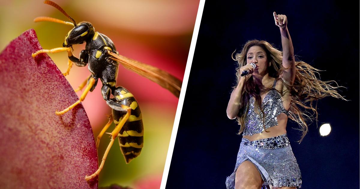 These insects are named after a celebrity