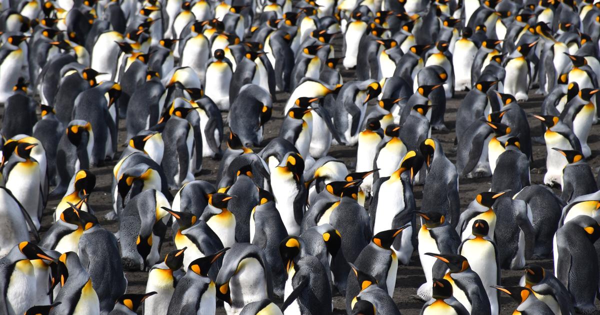 フランス領南方領土のペンギンでH5N1インフルエンザに対する防御がテストされた