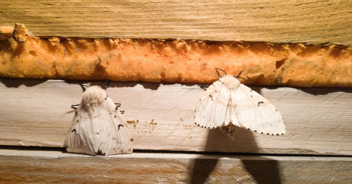 Comment Se Débarrasser Des Papillons De Nuit Que faire en cas d'invasion de papillons de nuit