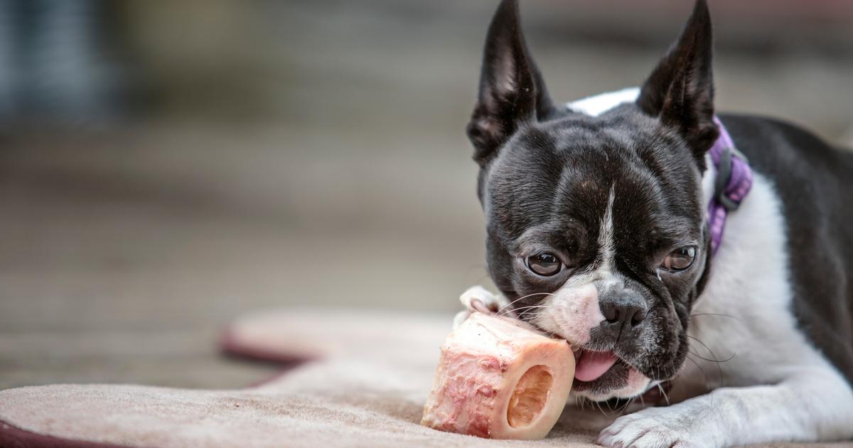 Peut-on donner un os à un chien