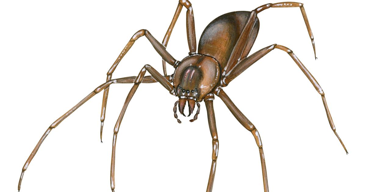 バイオリンスパイダーに噛まれたとされる10代の少年の苦難