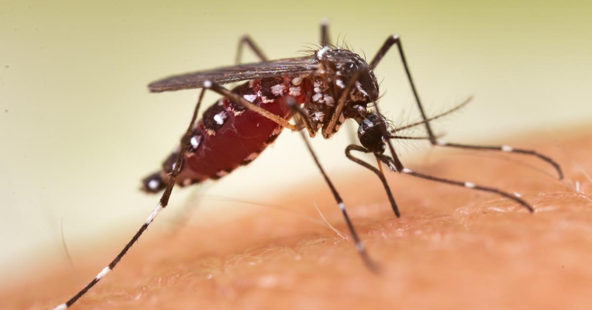 蚊は赤外線を感知できる、と研究で判明