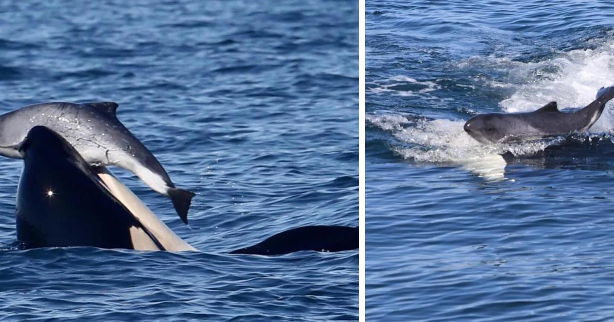 Why do some groups of killer whales prey on porpoises and kill them without eating them?