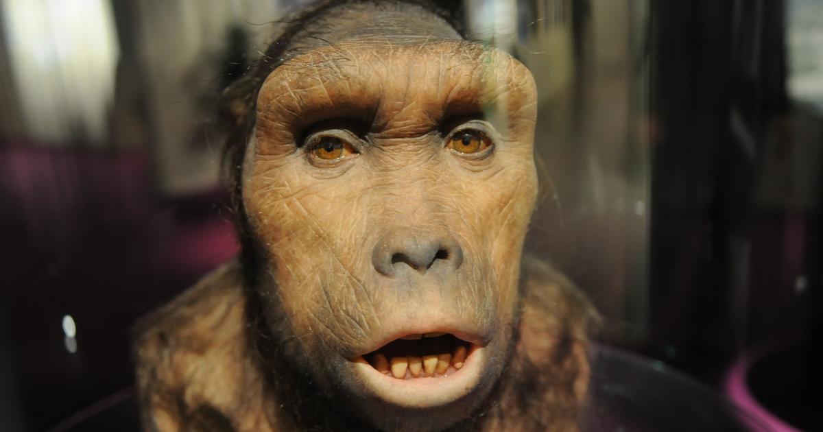 Is the man from Toumai really our oldest ancestor? New analyses cast doubt