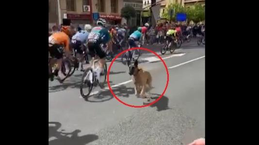 Tour d'Espagne : en vidéo, un chien s'invite dans le peloton, les coureurs  évitent le pire