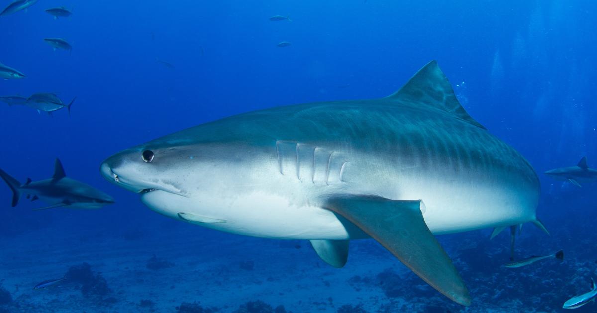 オーストラリア、サメ捕獲網を廃止へ