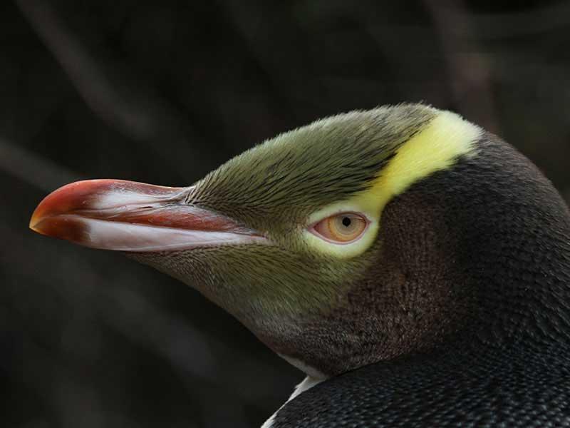 2024年の今年の鳥コンテストで、珍しい騒々しいペンギンが優勝