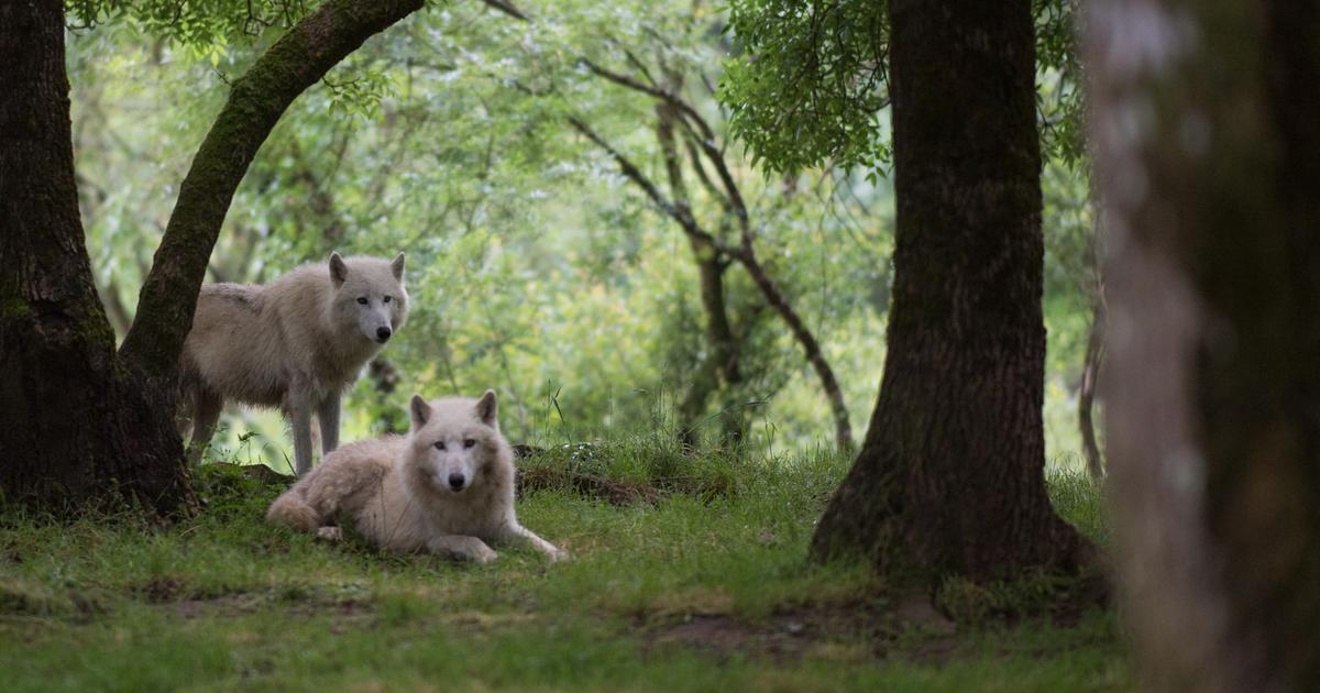 新たな保護ステータスにもかかわらず、オオカミの規制に関する不可能な議論