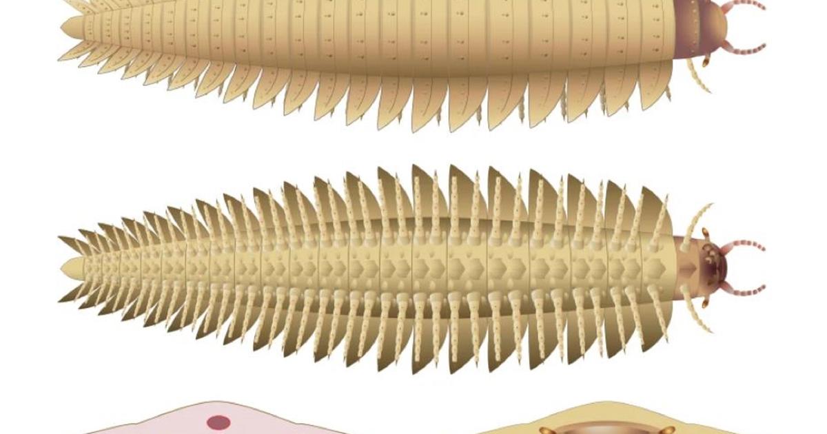 Wetenschappers ontwerpen de kop van een uitgestorven gigantische duizendpoot van 2,6 meter lang